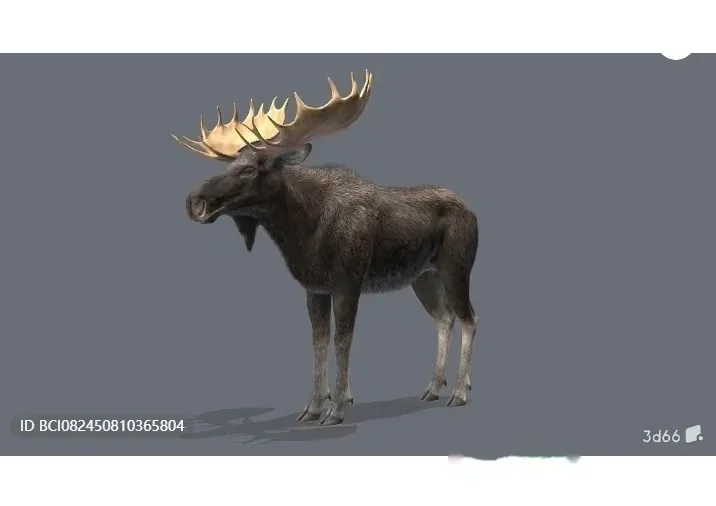 A Moose With Large Antlers 3D Model – 3086 – VRAY Render