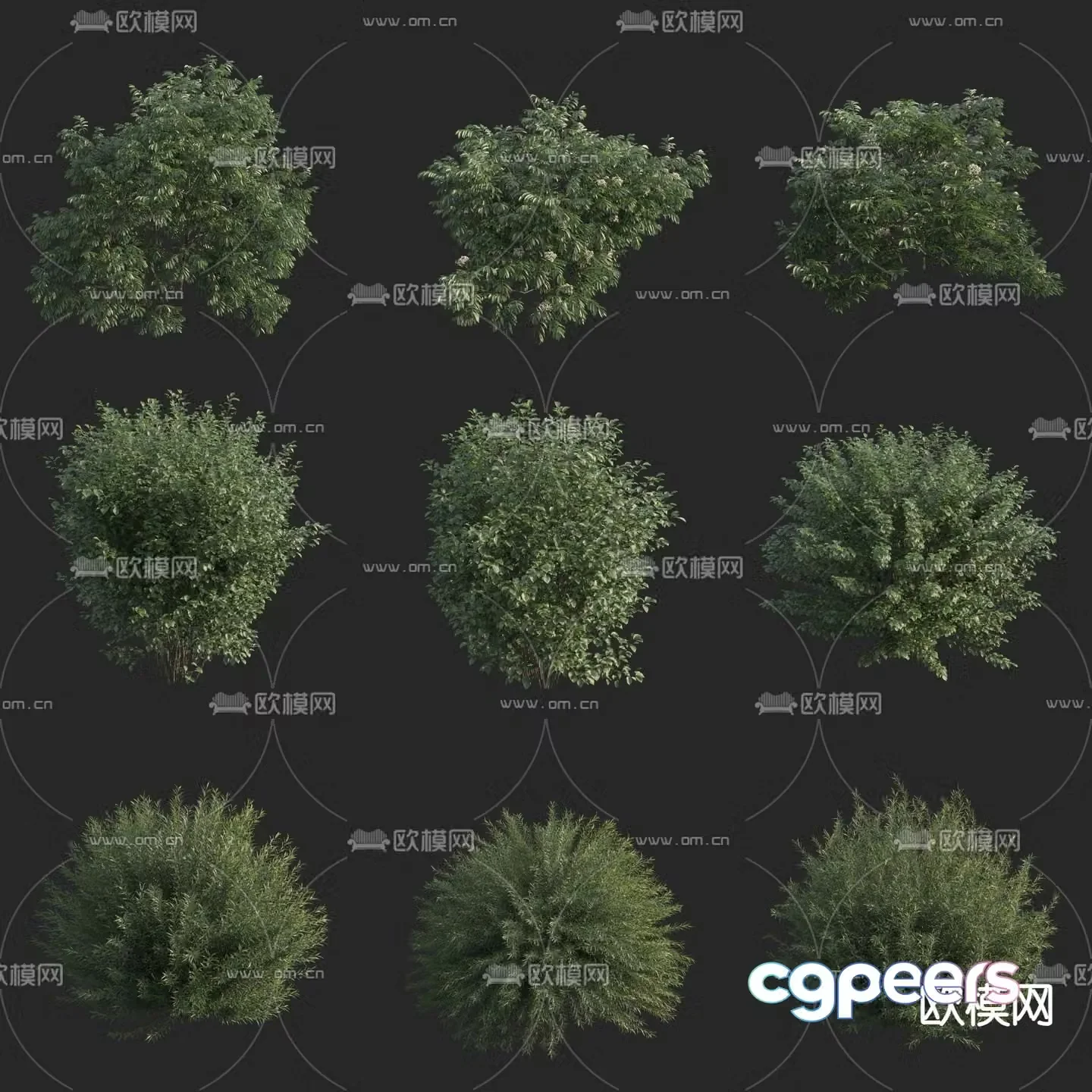 Shrub Green Plant Plant 3D Model