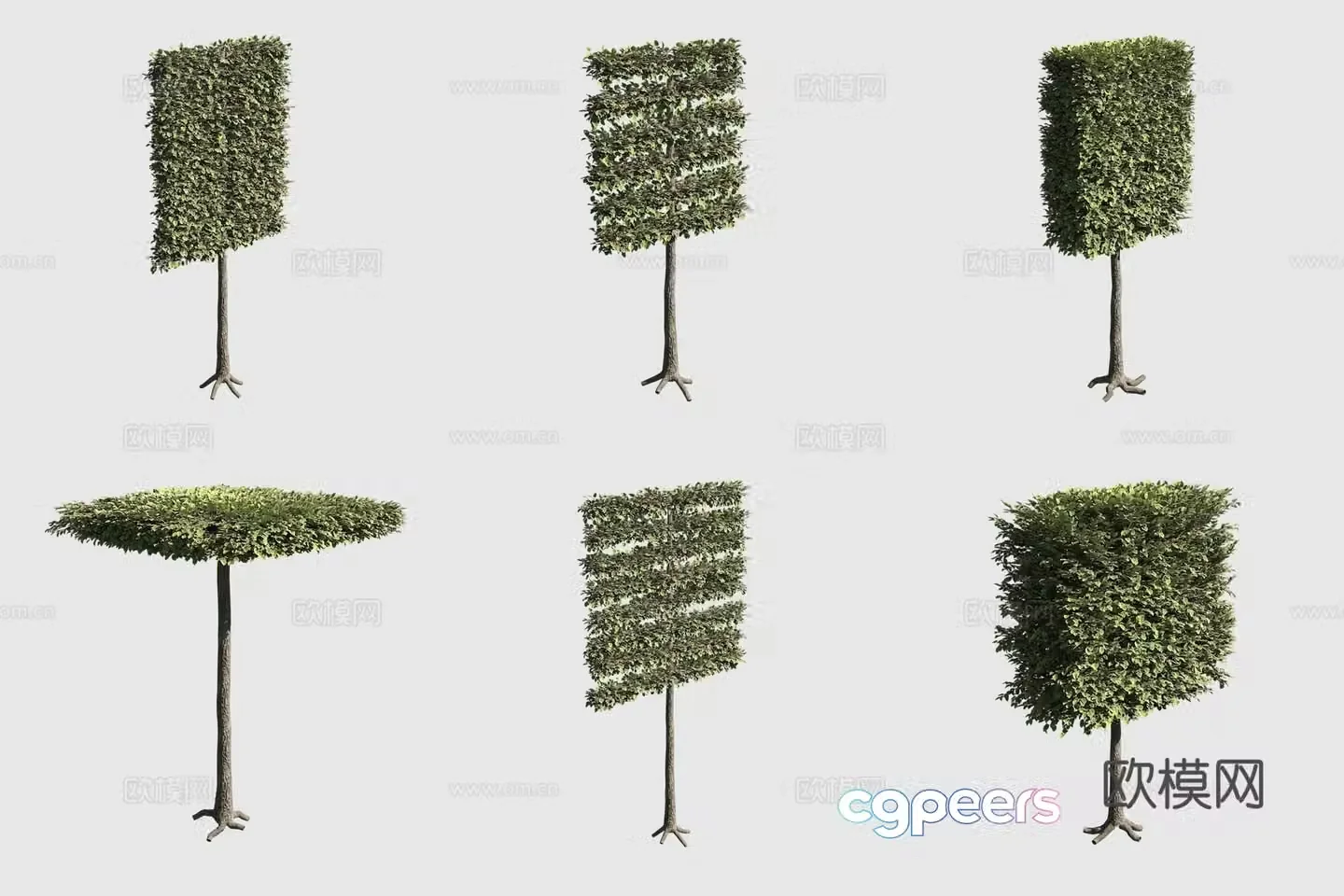 European linden tree shrub hedge ornamental plant 3d model