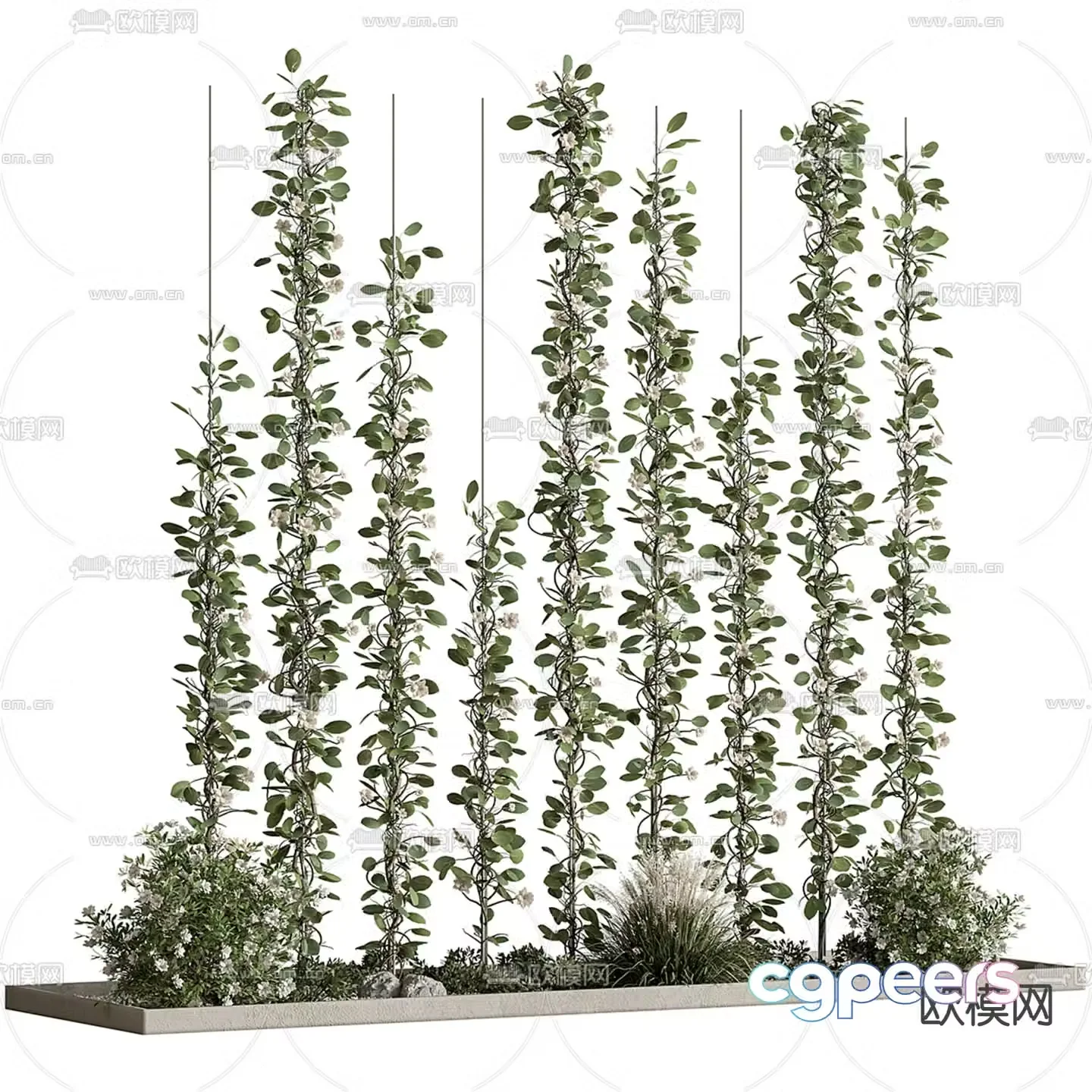 Ivy Ivy Vine 3d model