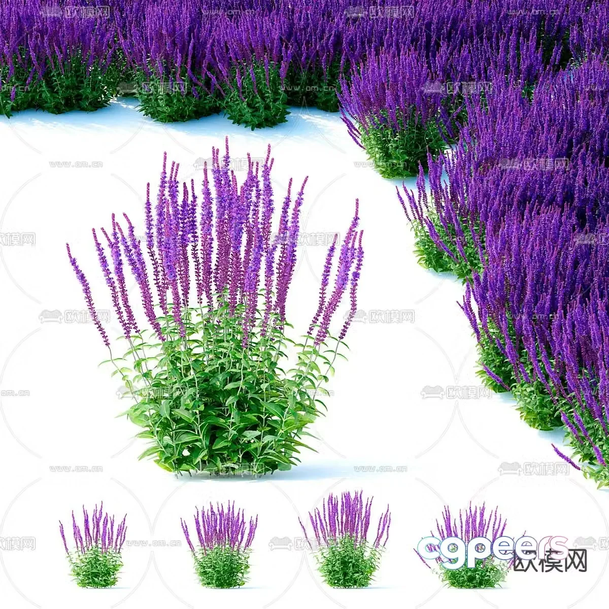 lavender flowers herb 3d model