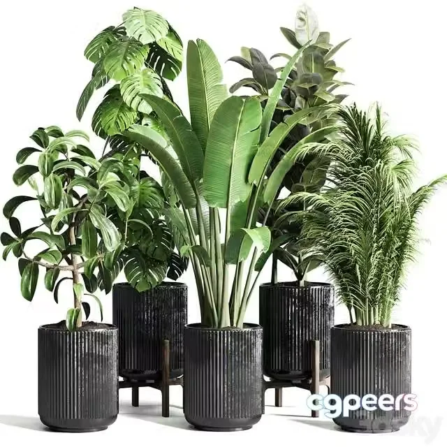 3ds Max Free – Collection indoor plant 110
