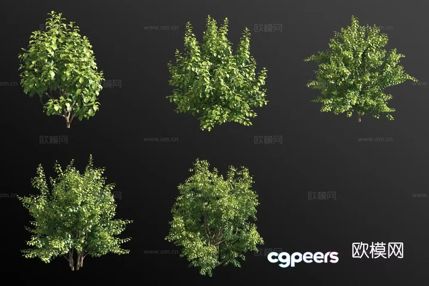 Persian ironwood shrub plant 3d model