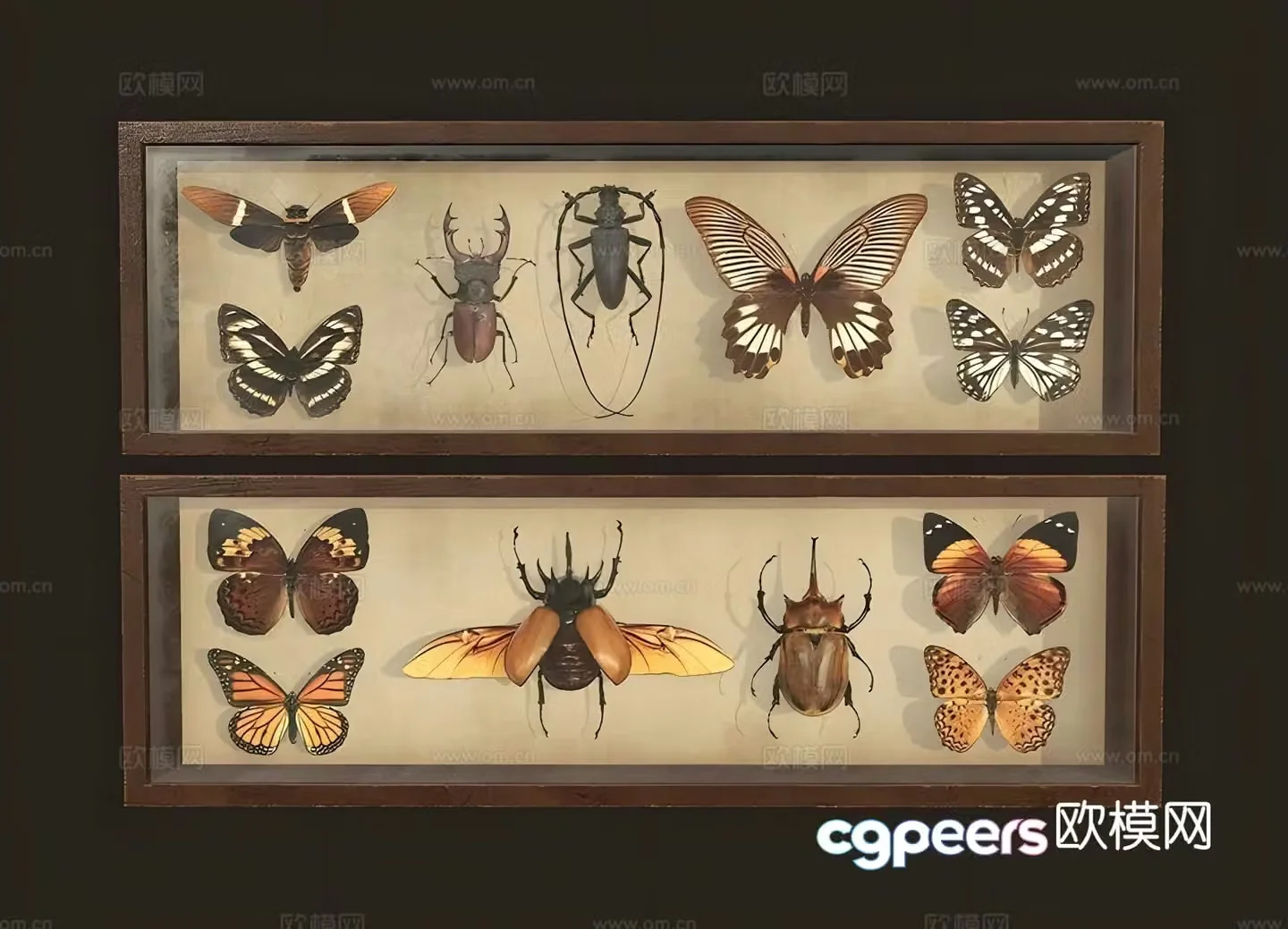 Insect specimens wall decorations hanging decorations 3d model