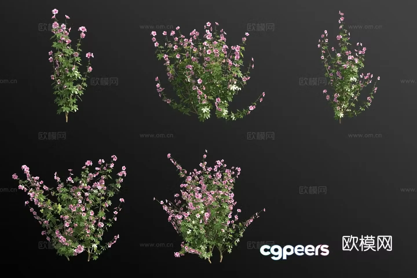 Xinjiang flower sunflower plant 3d model