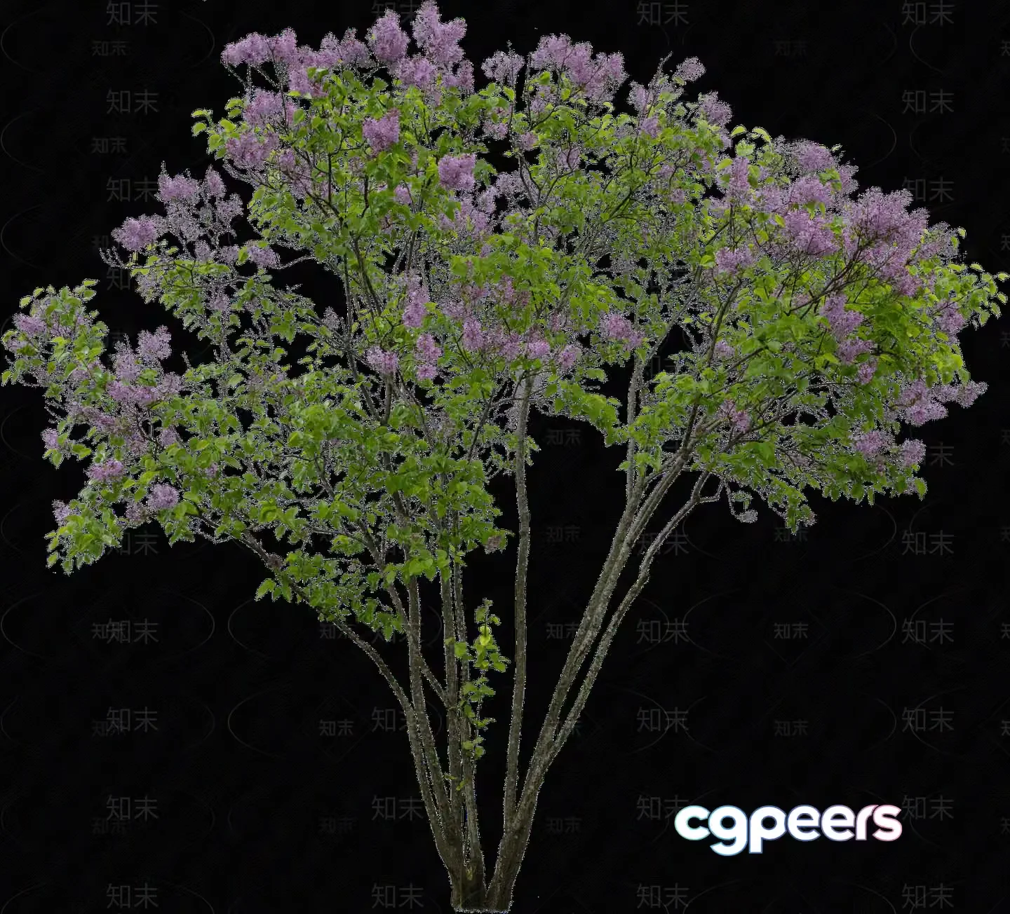 A Flowering Tree 3D Model – 11374 – VRAY Render