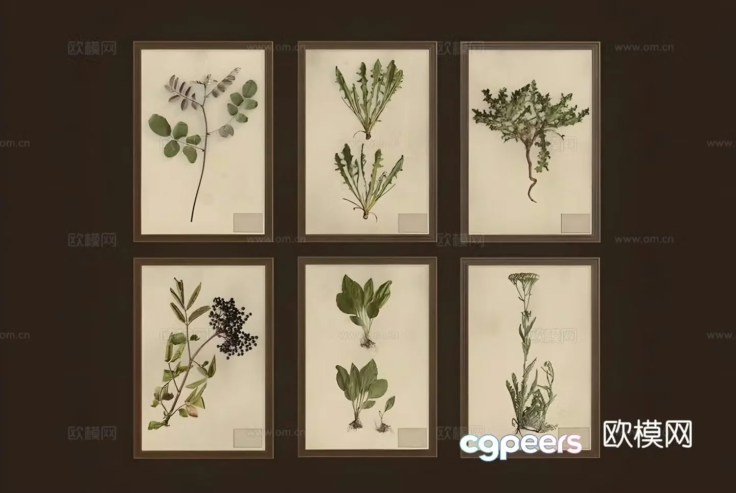 Plant specimen hanging painting decorative painting 3d model