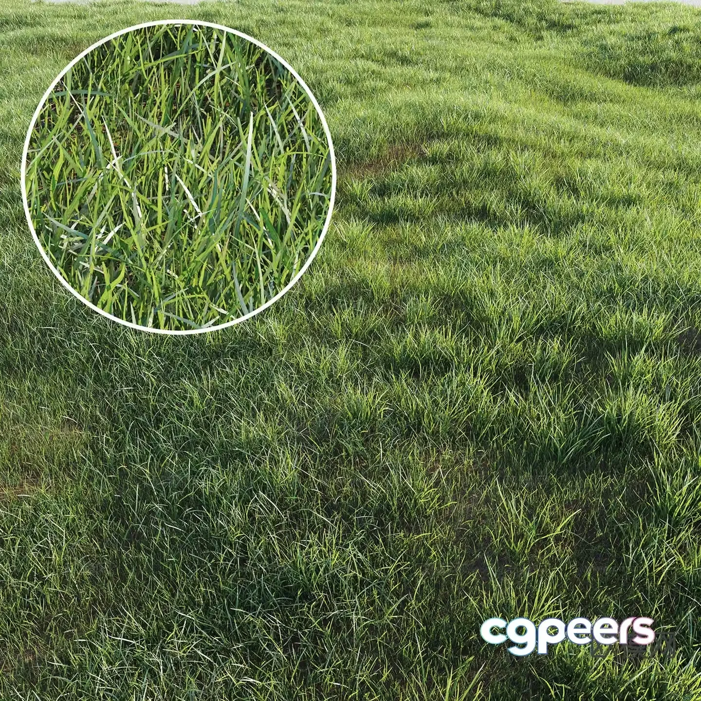 Green grass lawn 3d model