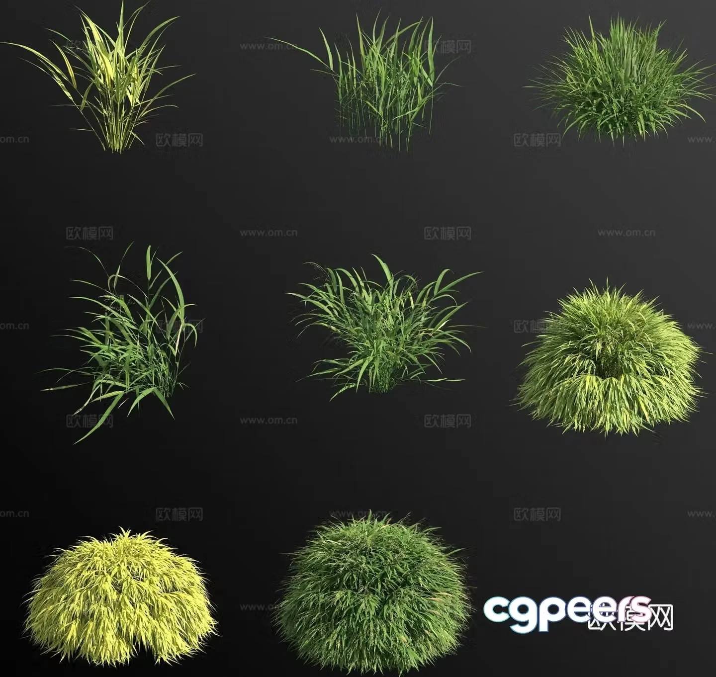 Golden leaf hakone grass flower 3d model
