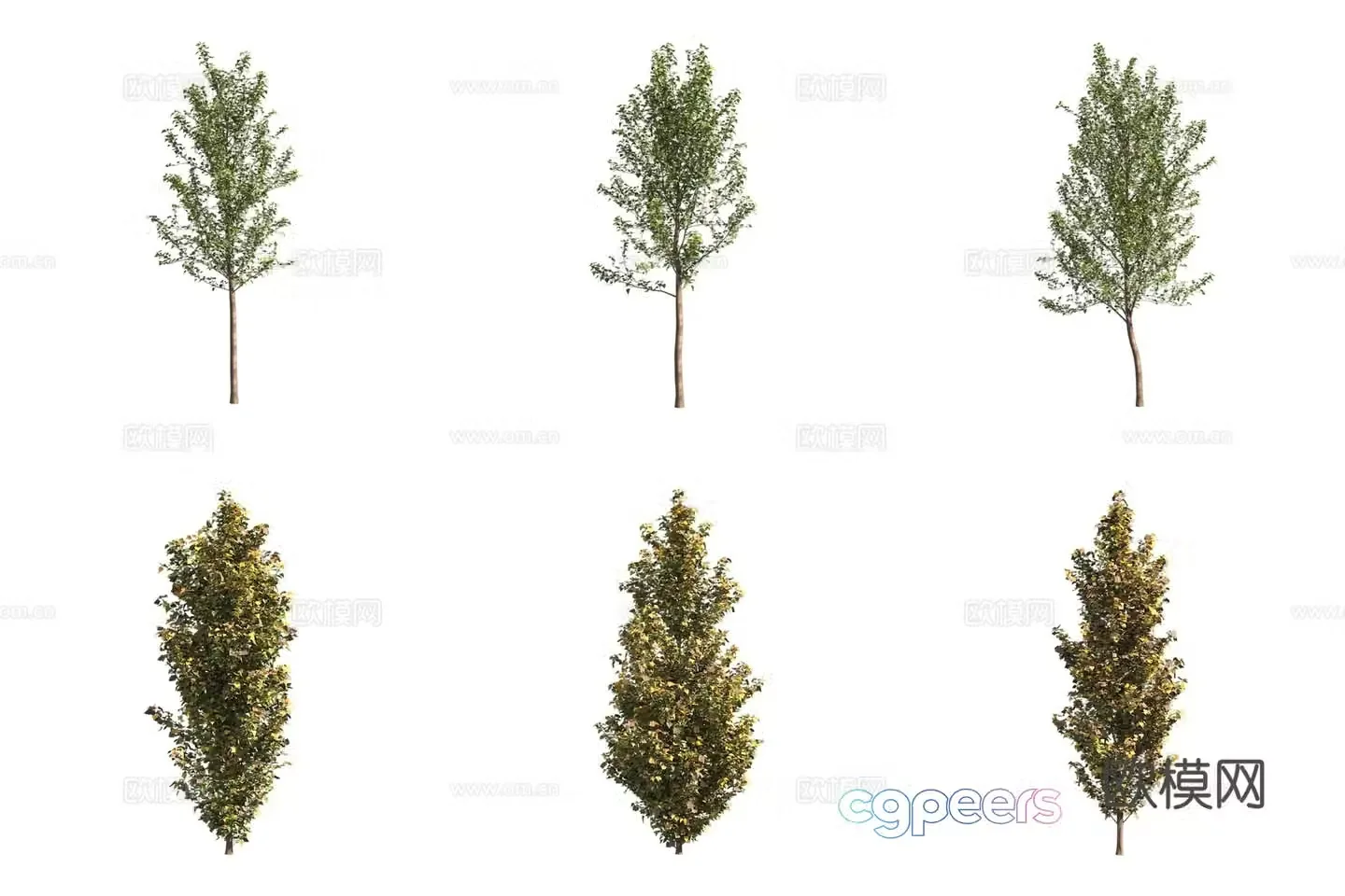 Poplar euphratica landscape tree 3d model