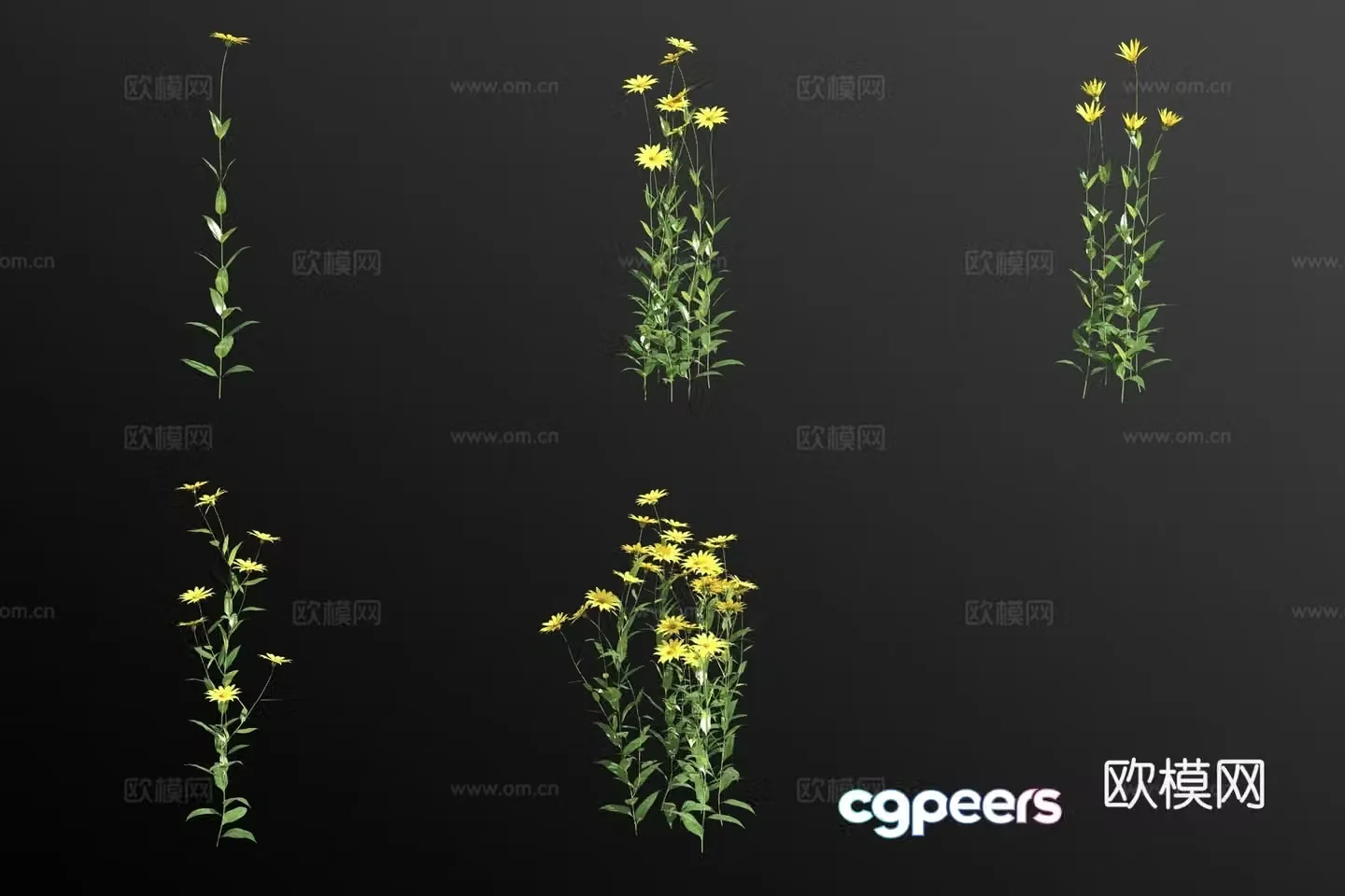 Anemone flower 3d model