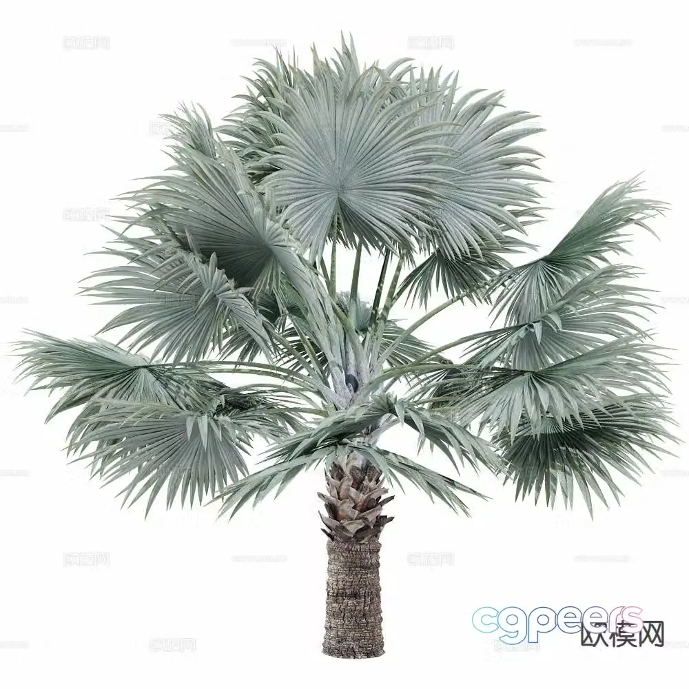 Coconut tree Palm tree Tropical tree Big tree Tree 3d model