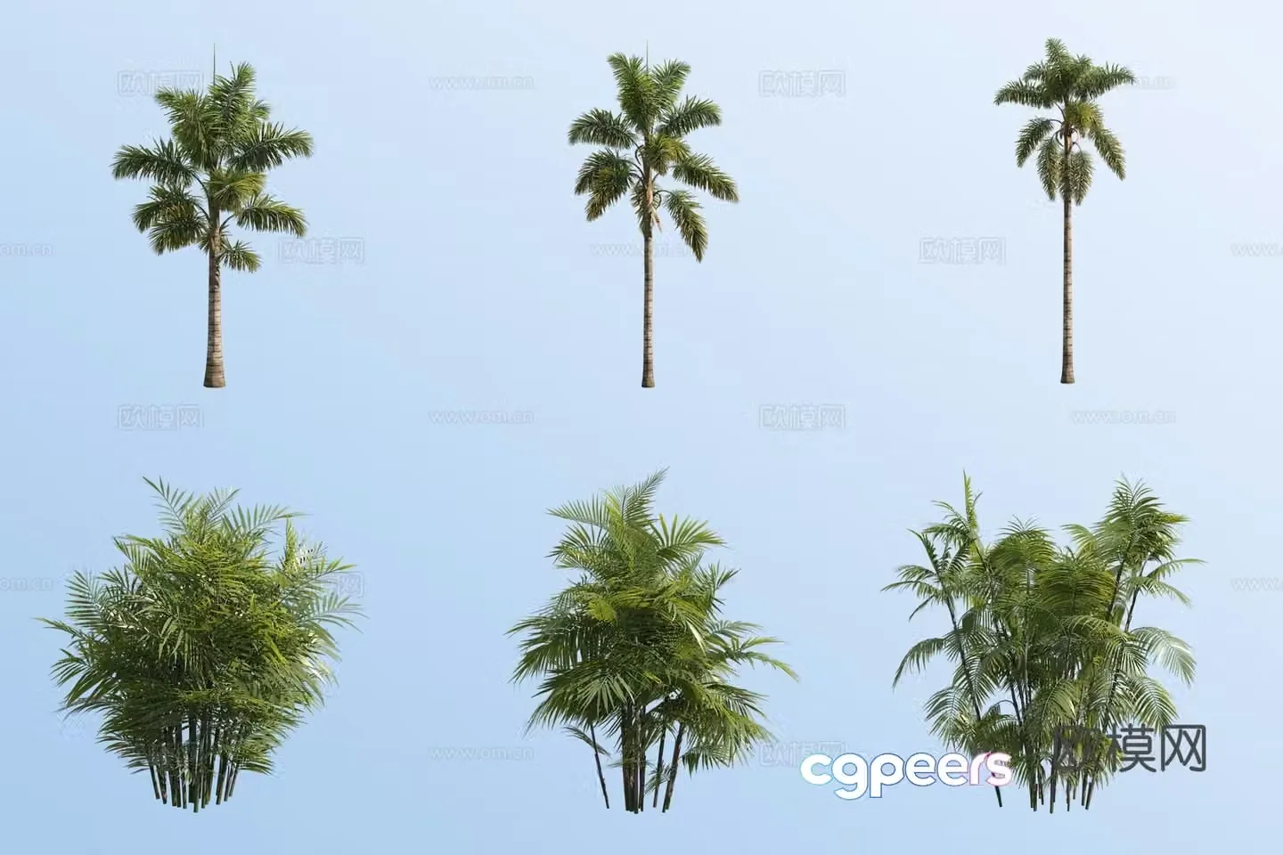 Cracked sia coconut exquisite bamboo coconut tropical tree 3D model