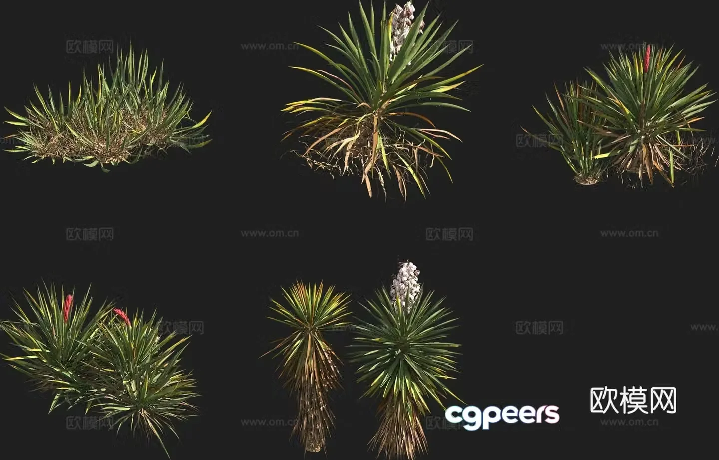 Berry Yucca Banana Yucca Cactus 3d model