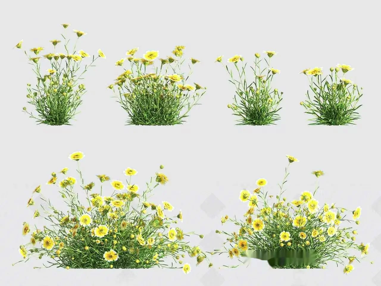 Yellow Flowers 3D Model – 15654 – VRAY Render