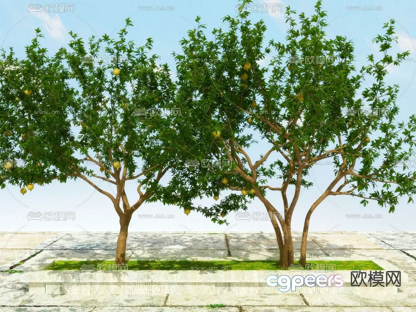 Big tree Fruit tree Pomegranate tree 3d model