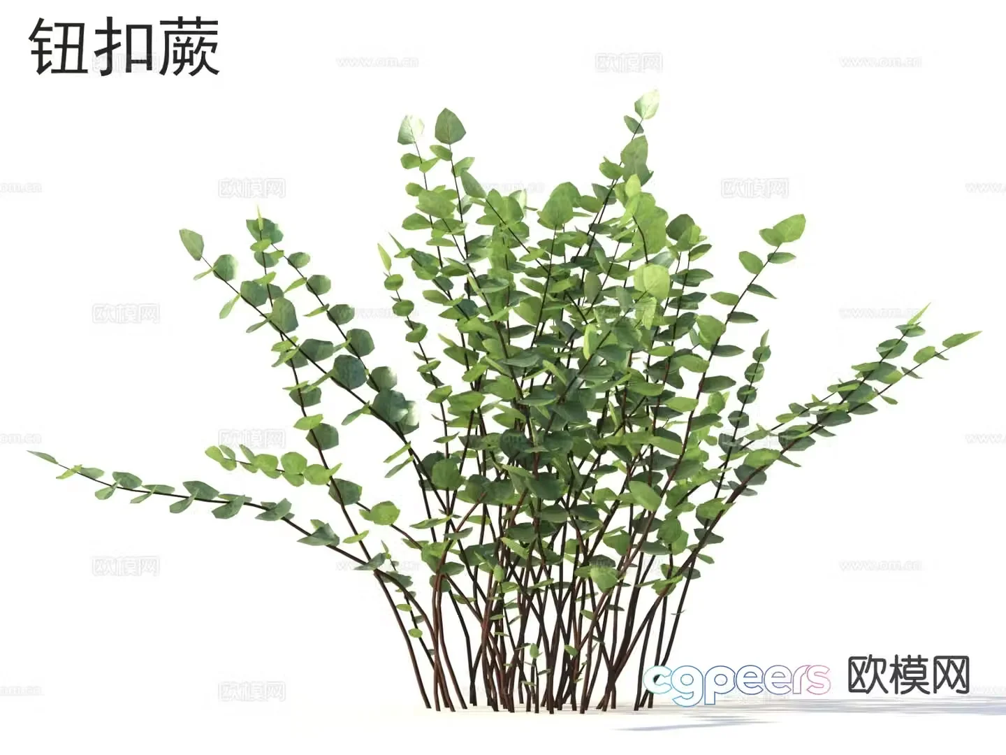 Button Fern Flowers Plants 3D Model