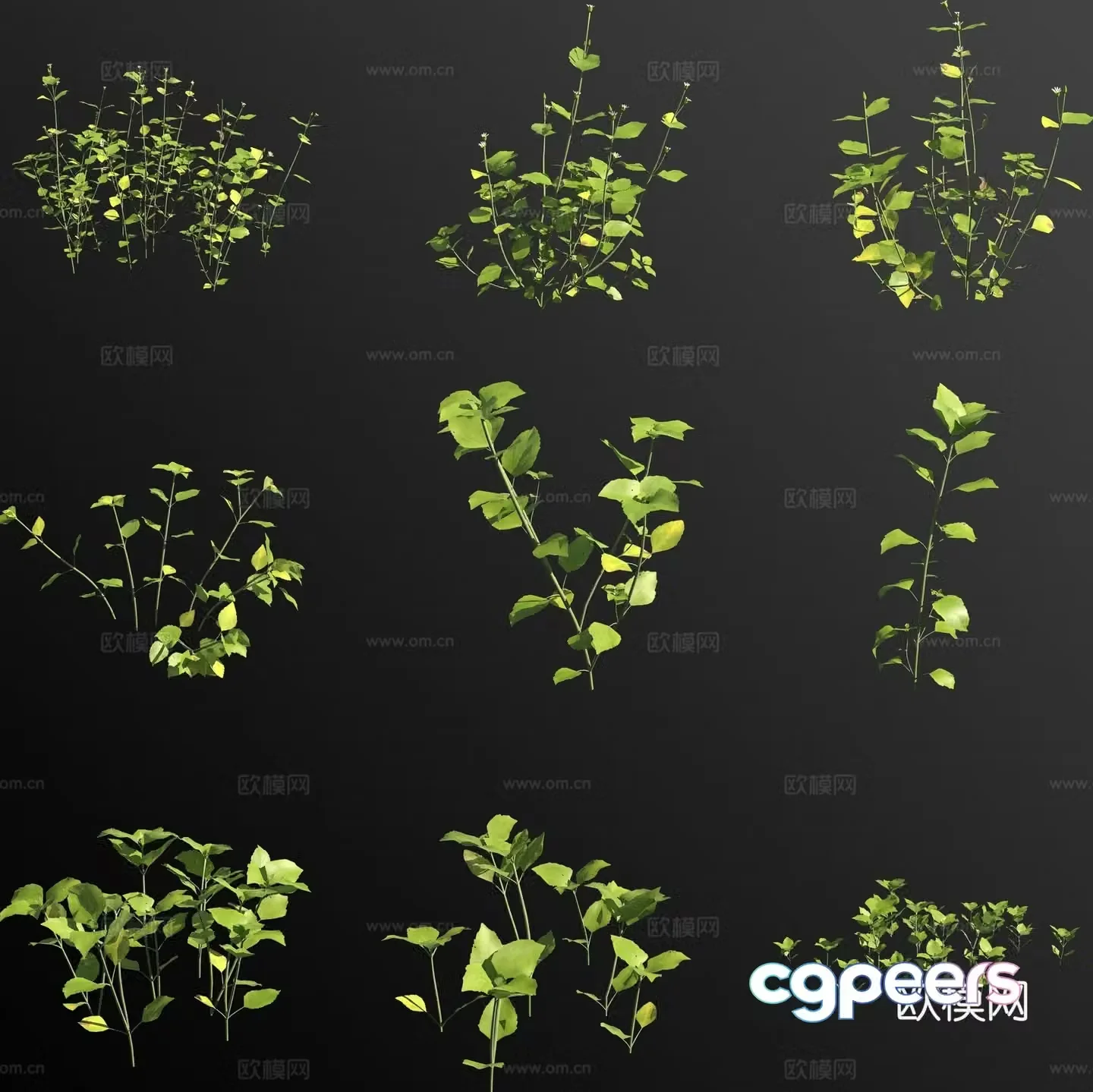 Chickweed flower 3d model