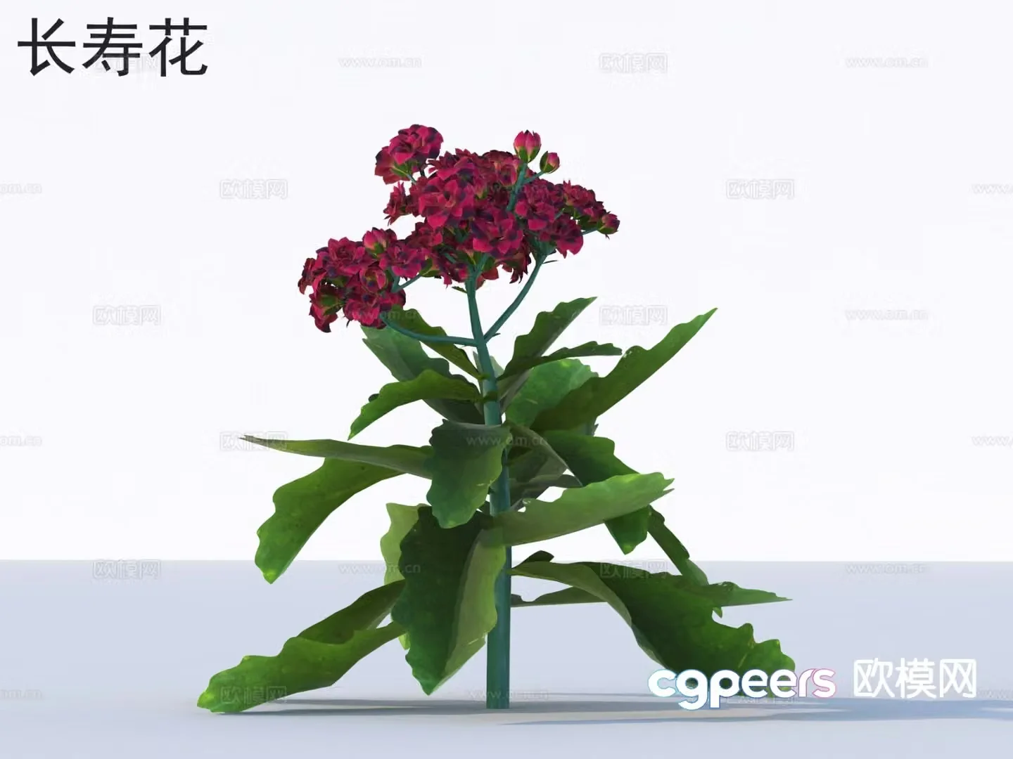 Longevity Flowers Flowers Plants 3D Model
