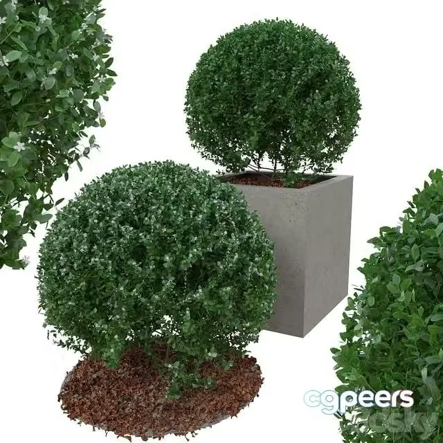 3ds Max Free – Boxwood bush in the form of a ball
