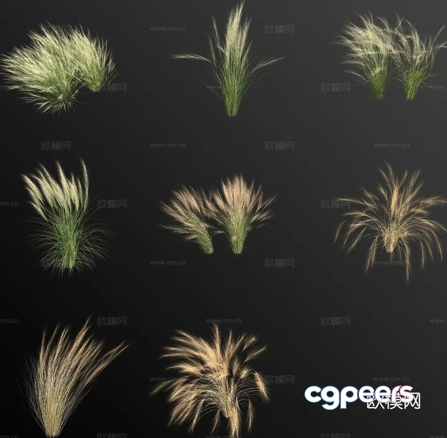 Stipa mexican feather grass wild grass weed flower 3d model
