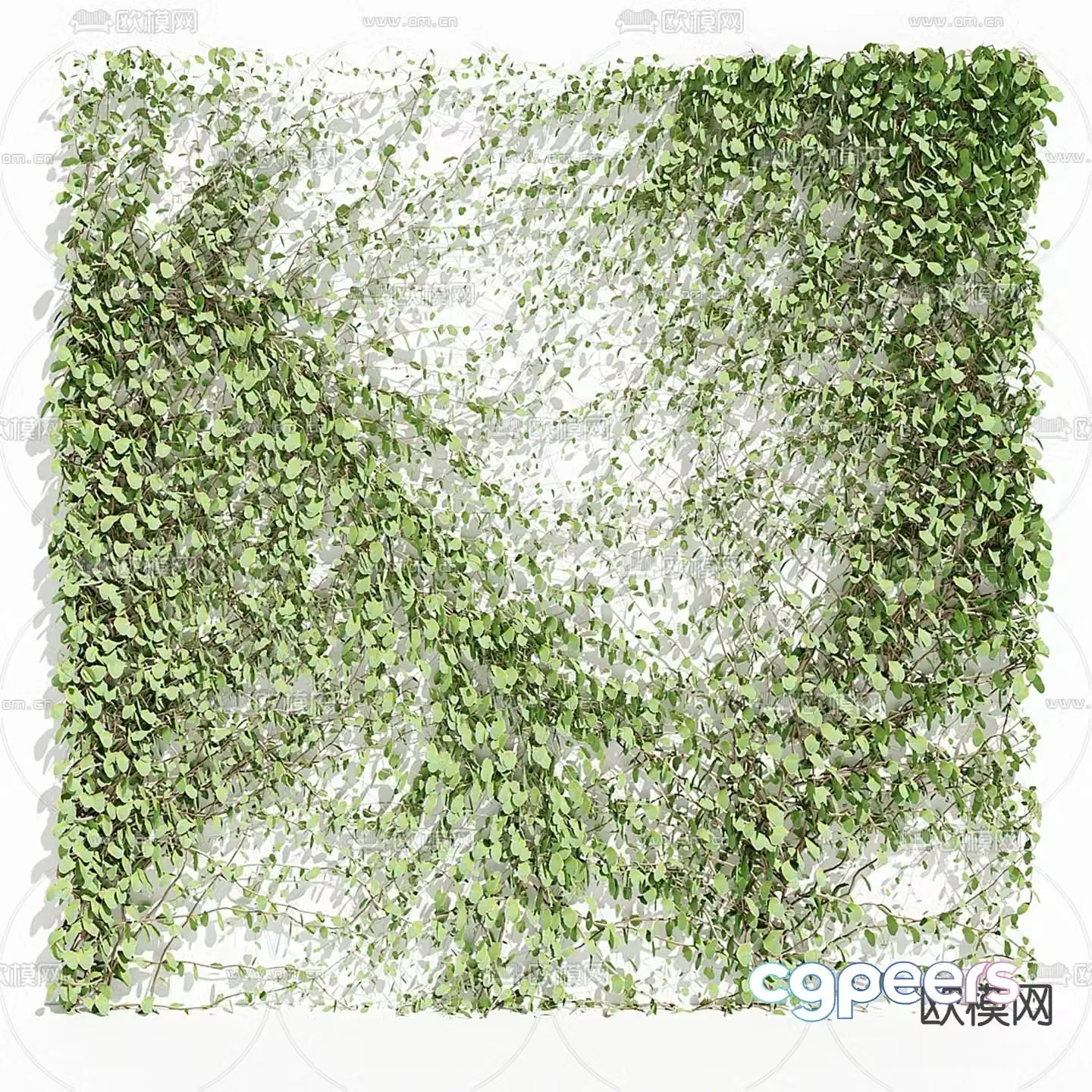 Vine green plants ivy plant wall 3d model