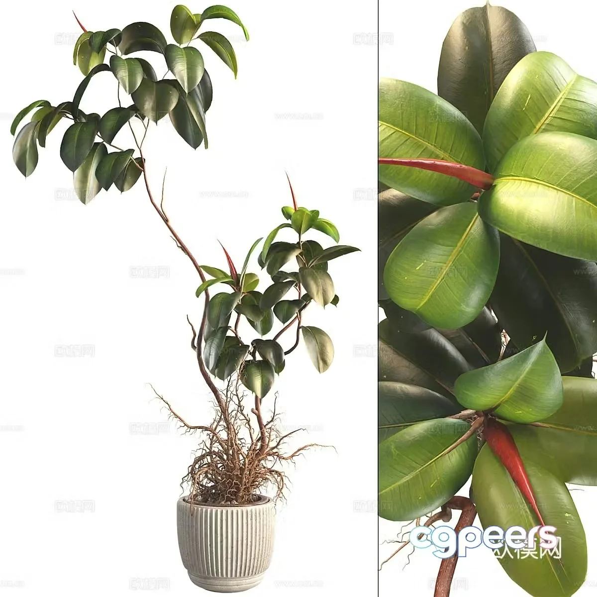 Green plant potted 3d model