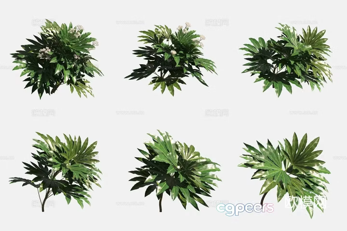 Star anise golden plate flowers and plants green plants 3D model