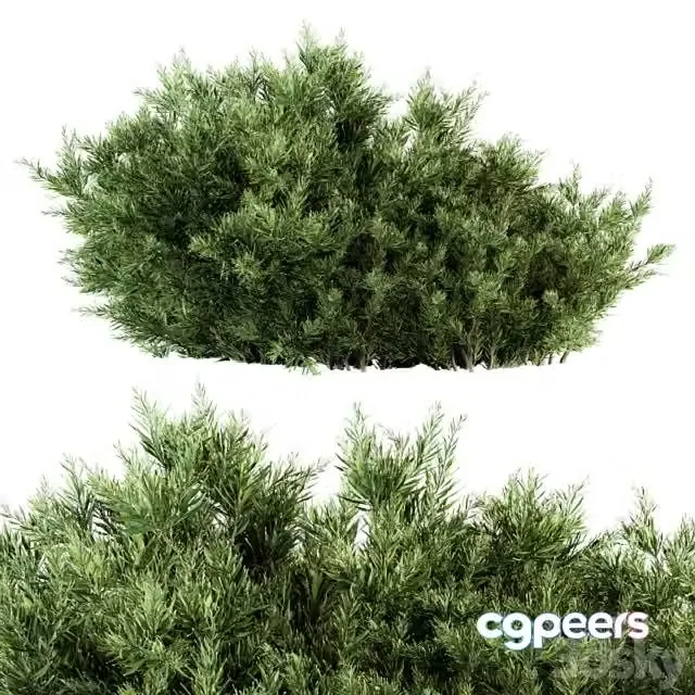 3ds Max Free – Needle Leaf Bush – Bush Set 26