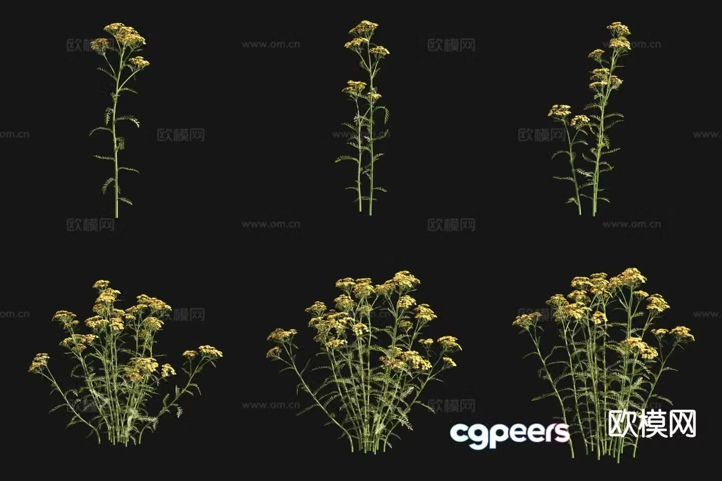 Flowers and plants Terracotta yarrow 3d model