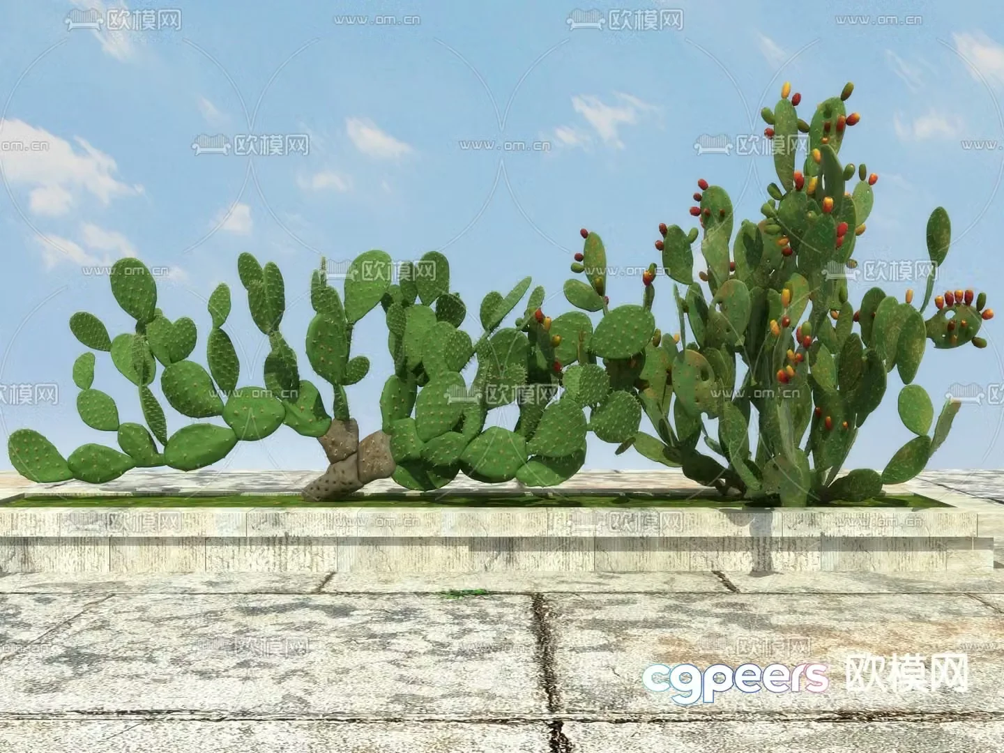 Tropical Plant Cactus 3D Model