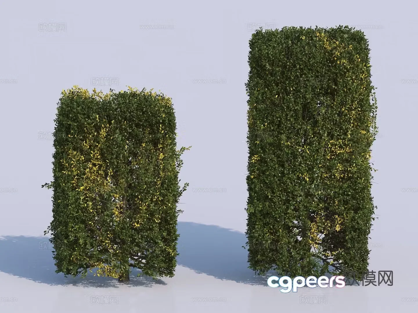 Hedge Square Shrub 3D Model