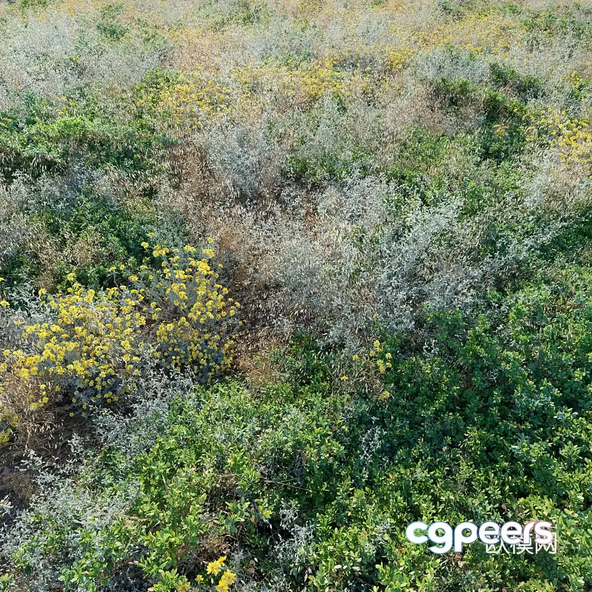 turf grass flowers and plants from grass outdoor meadow wild grass haystack 3d model