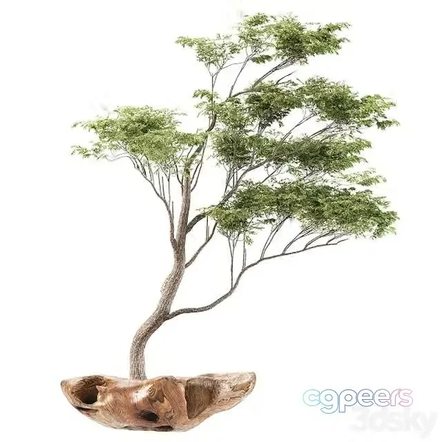 3ds Max Free – Bonsai 5