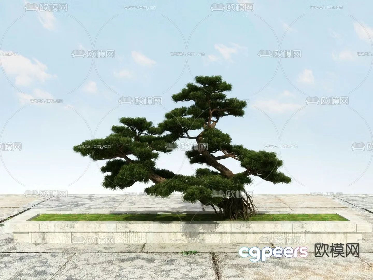 New Chinese-style pine tree Podocarat Welcoming Pine 3D model