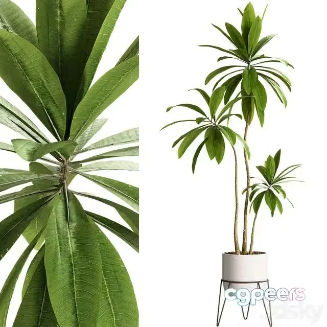 3ds Max Free – Indoor Plants – 25 Plants in pot