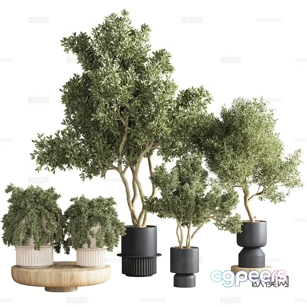 Green plant potted 3D model