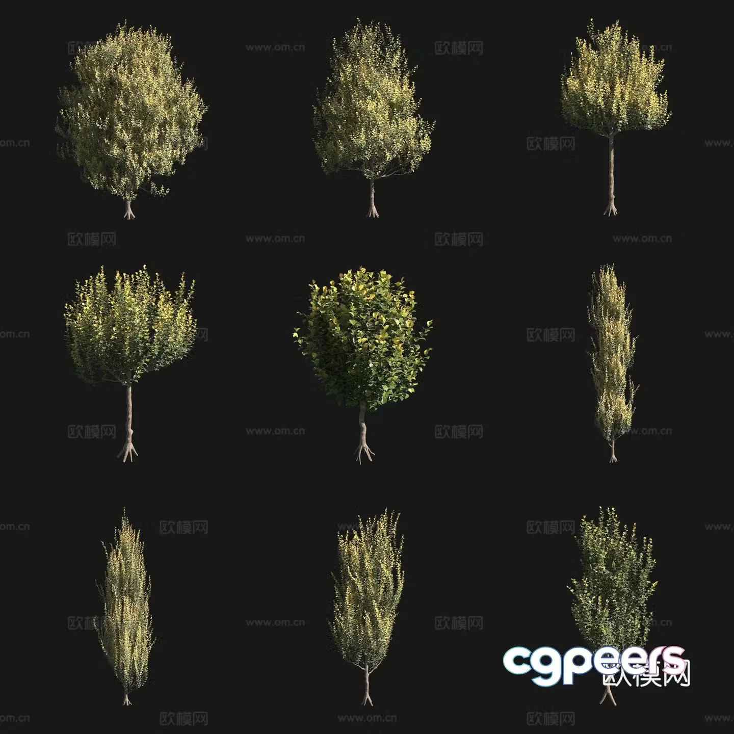 Dutch Elm 3D Model