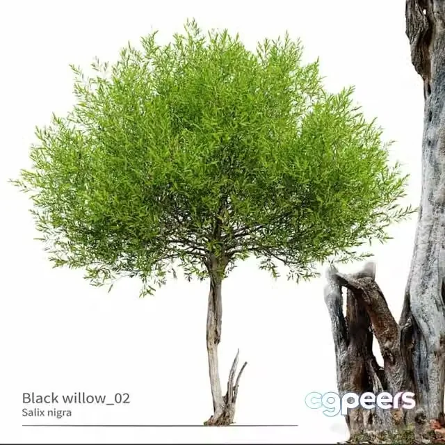3ds Max Free – Black willow_02
