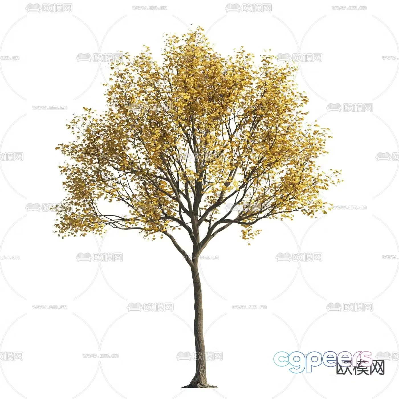 Yellow leaf tree Autumn tree Landscape tree Street tree 3d model