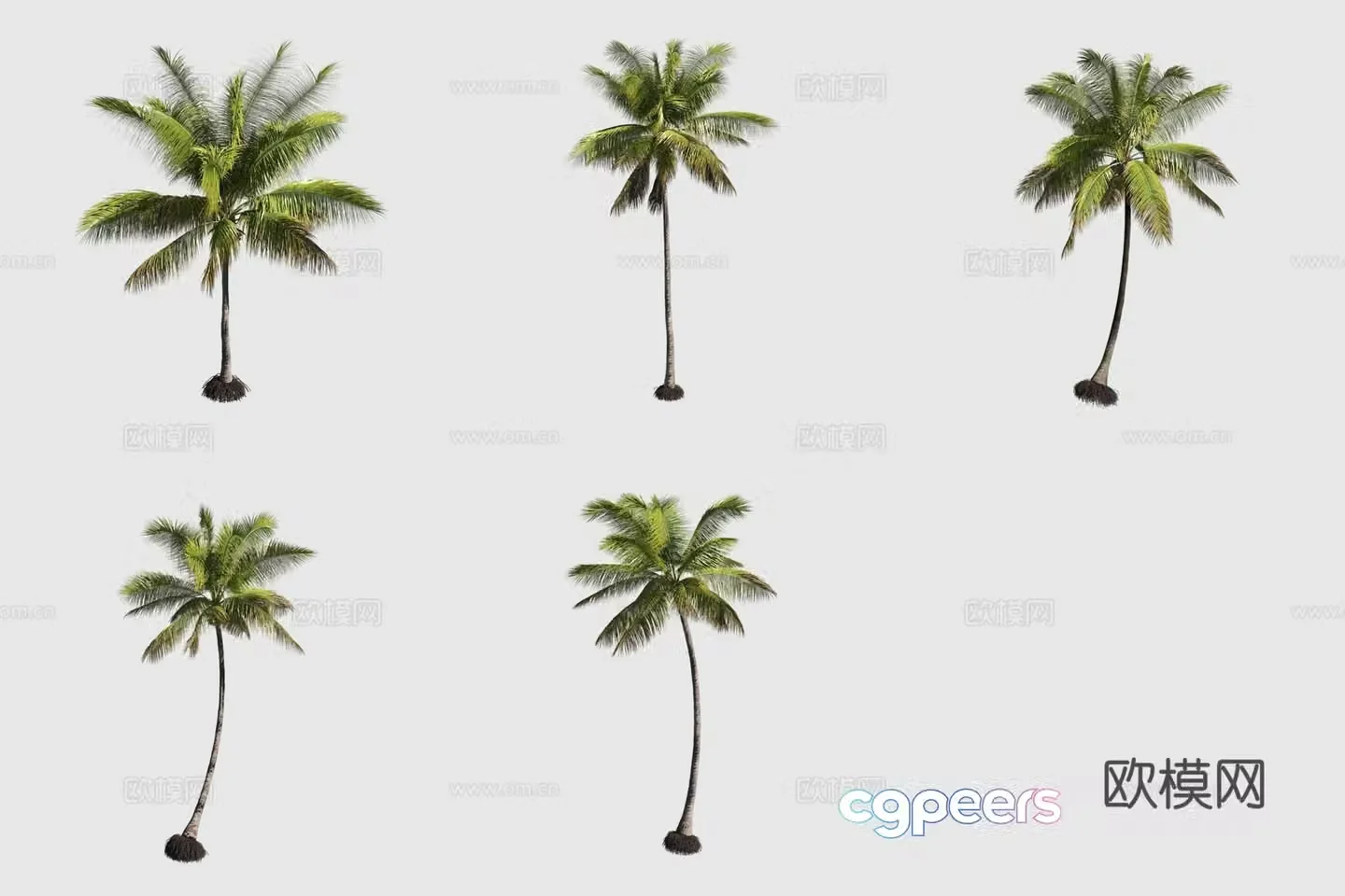 Coconut Tree Hawaiian Plant 3D Model