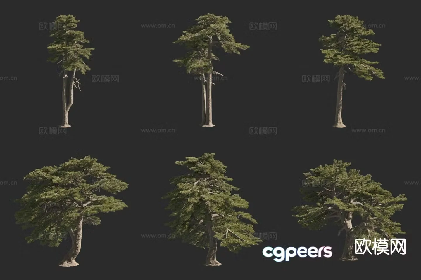 Scots pine bosnian pine landscape tree 3d model