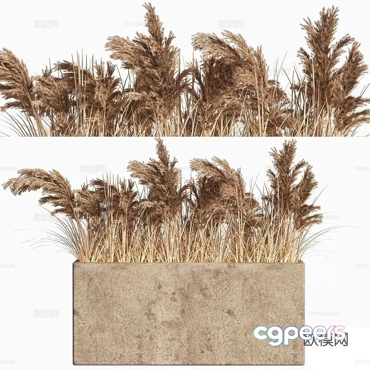 Wheat ears dog tail grass 3d model
