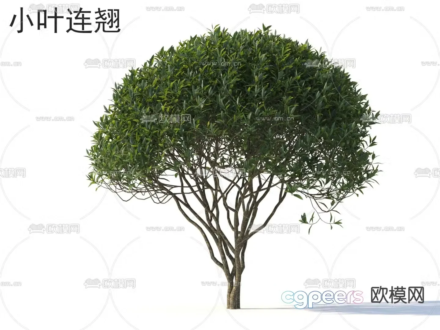 Small leaf forsythia small tree tree 3d model