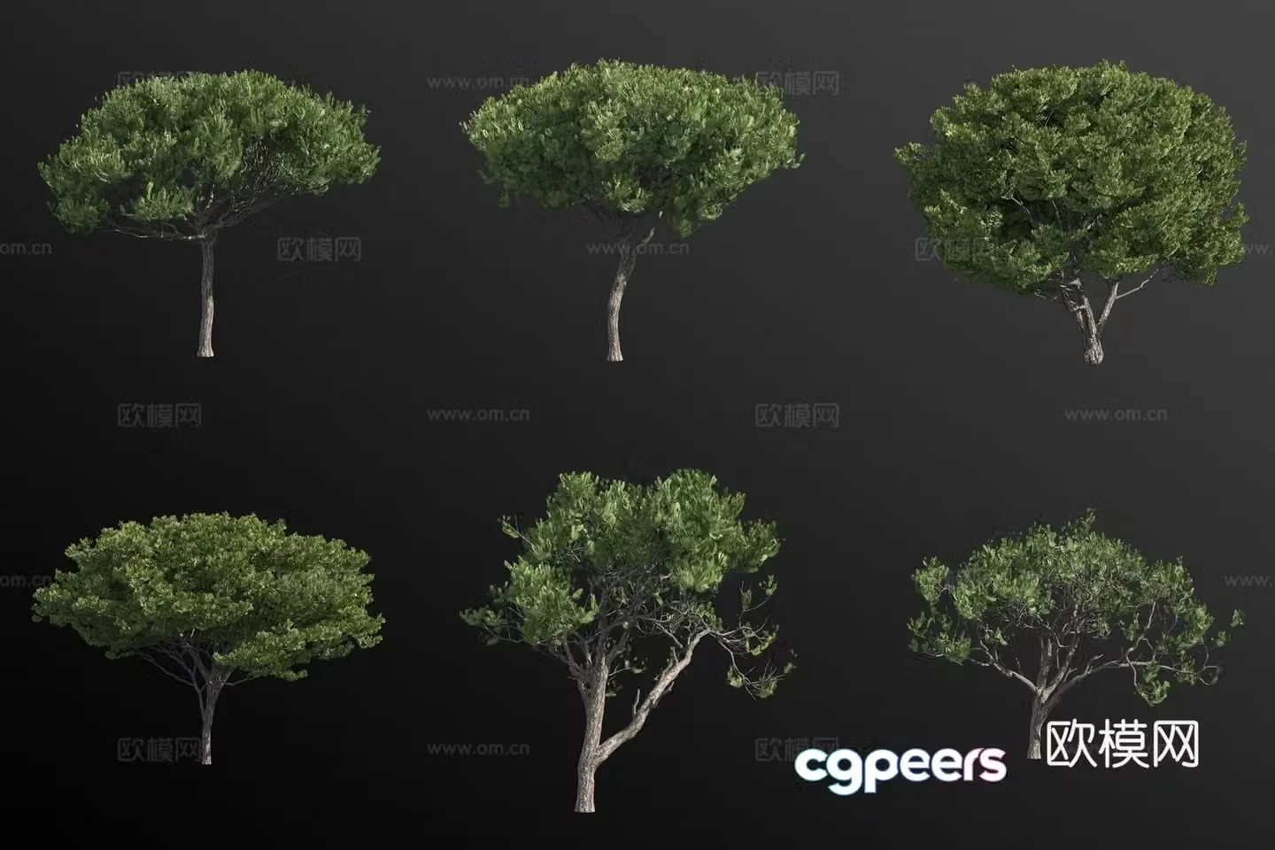 italian pine landscape tree 3d model