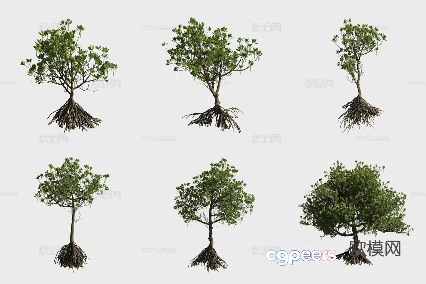 3D model of hornwood mangrove plants