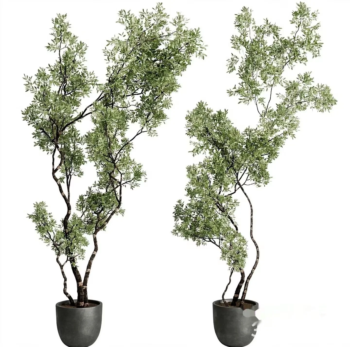Two Potted Plants 3D Model – 21508 – VRAY Render