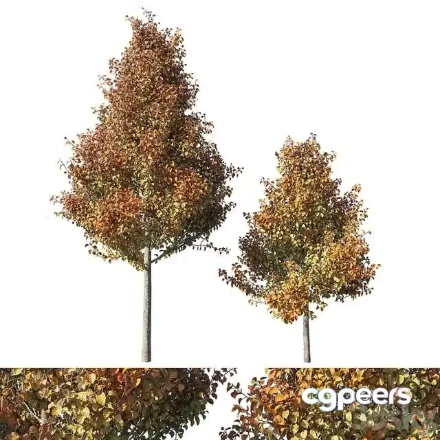 3ds Max Free – Pyrus calleryana Chanticleer