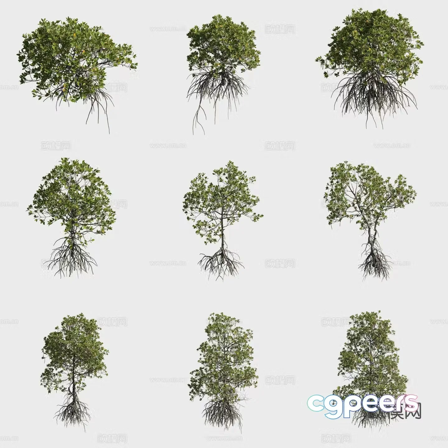 Mangrove mangrove plants 3d model