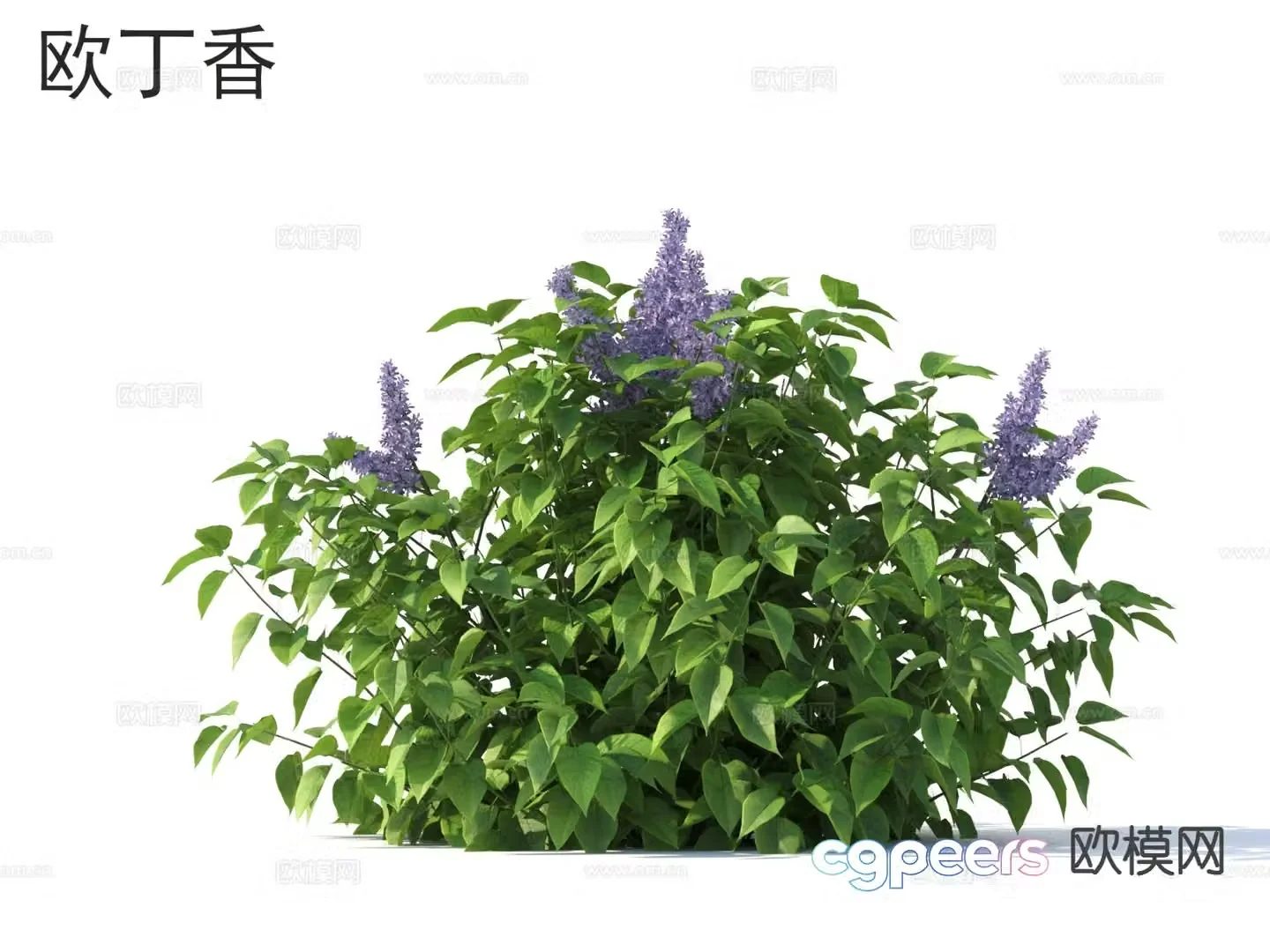 Ou Ding Flowers Plants 3D Model